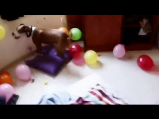 Собака и шарики