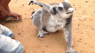 Погладили лемура